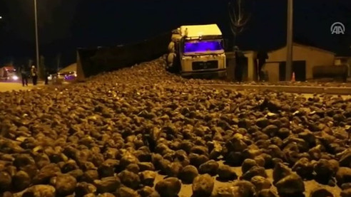 Pancar yüklü TIR devrildi