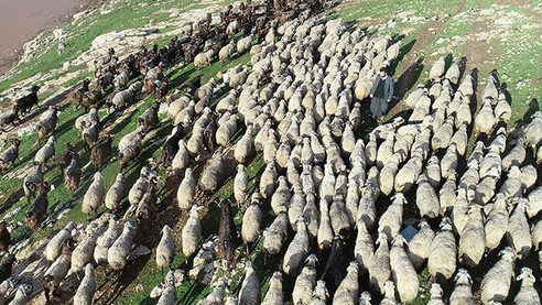 300 Koyun Projesi 2019'da bitecek