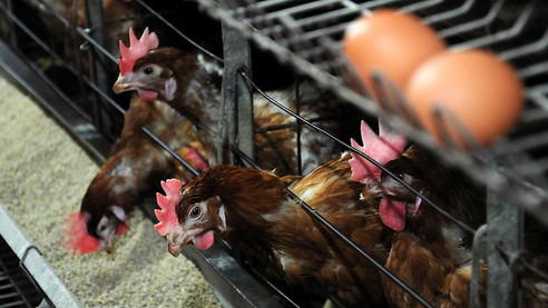 Süt, et ve yumurta üretim hibeleri için proje başvuruları başladı