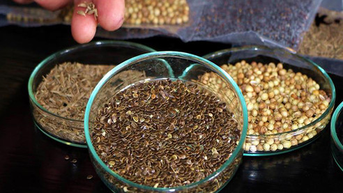 Türk tohumu tüm dünyada filizleniyor