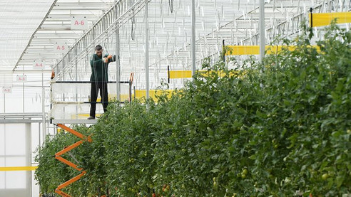Termal serada üretim LED teknolojisi ile artacak