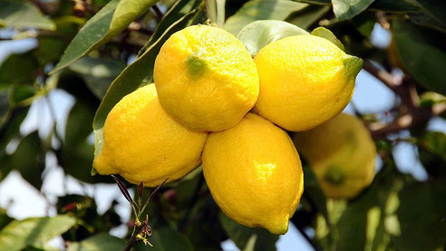 Limon tarlada 1 pazarda 5 lira