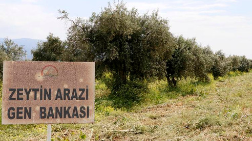 Zeytin çeşitlerine "gen bankası" güvencesi