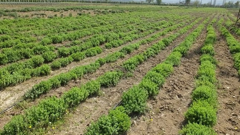 Kekik kokulu tarlalar çiftçinin umudu oldu
