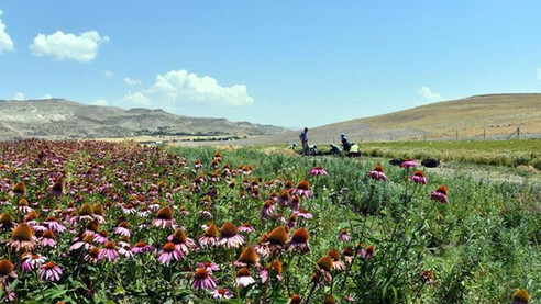 ORAN'dan 3 ilde aromatik bitki üretimine destek