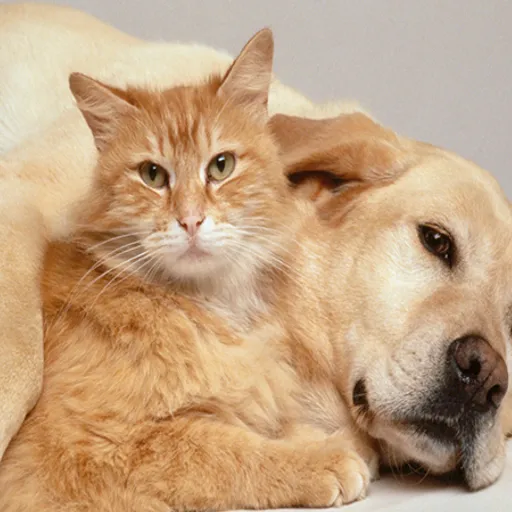 Kedi Ve Kopeklere Mikrocipli Kimlik Dunya Gazetesi