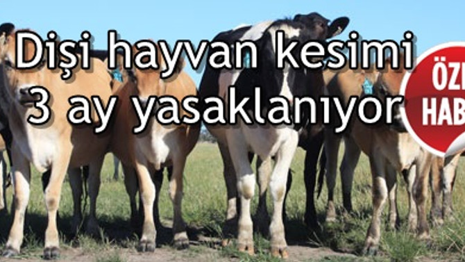 Dişi hayvan kesimi üç ay süreyle yasaklanıyor