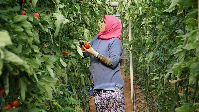 Bursa’da 75 kadın çiftçi iş sahibi olacak