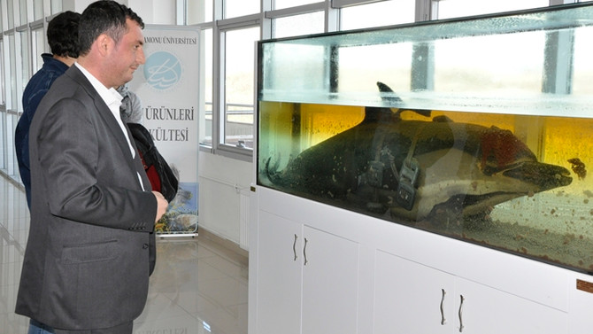 Balık ölümlerine otopsili araştırma