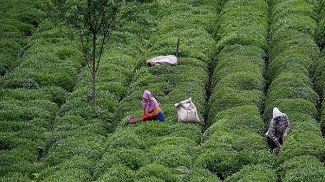 Çay İhtisas Borsası satışa başladı