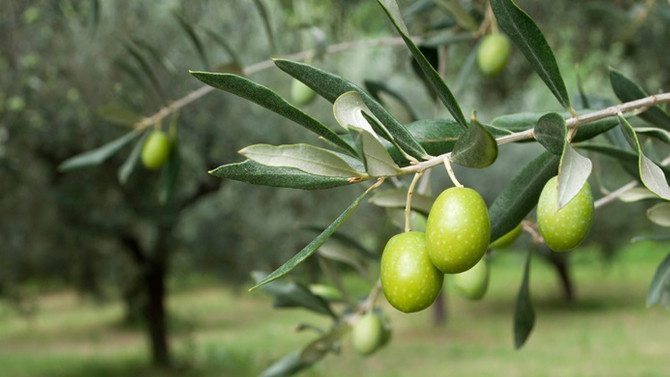 Zeytin rekoltesinde artış bekleniyor