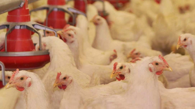 Yumurta üretimi haziranda azaldı
