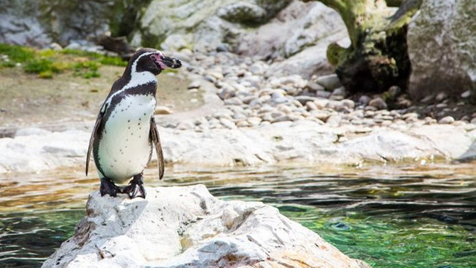 Penguenler için milyon dolarlık projeye izin verilmedi
