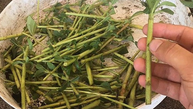 Trabzon'da şekere alternatif bitki üretim denemesi