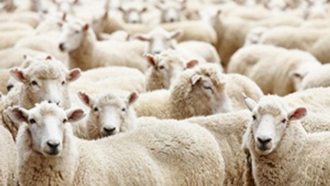 Üretim arttı, koyun ve kuzu eti ucuzladı Ekonomi haberleri