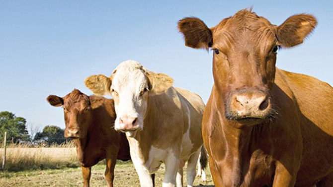 Devlet, 500 bin baş sığır ithal edecek