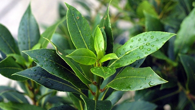 Türkiye’de tıbbi ve aromatik bitkiler pazarı 2.5 milyar dolar