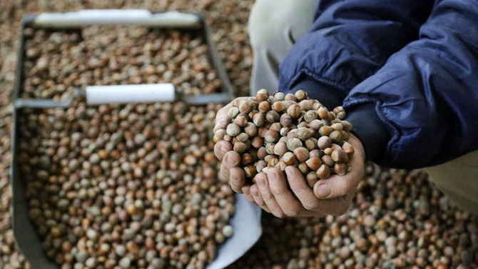 Batı Karadeniz'de fındık hasadı başladı
