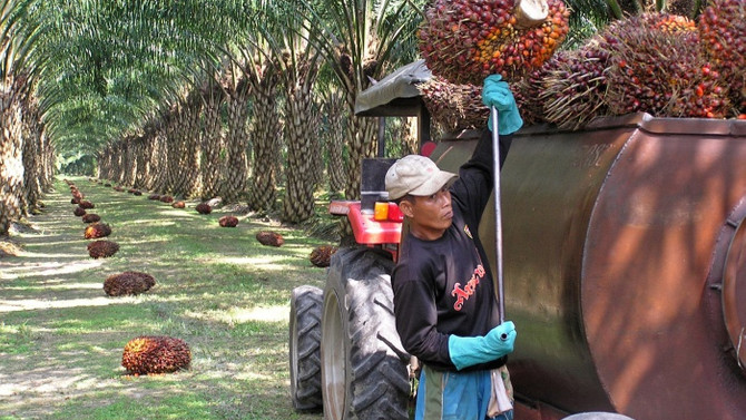 Palm yağında düşen stok, fiyat artışını tetikleyebilir!
