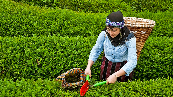 Yaş çayda fiyat 16 Mayıs'ta