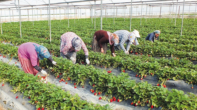 Modern seracılıkta 500 yeni yatırımcı