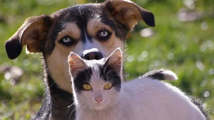Kedi Ve Kopeklere Mikrocipli Kimlik Dunya Gazetesi