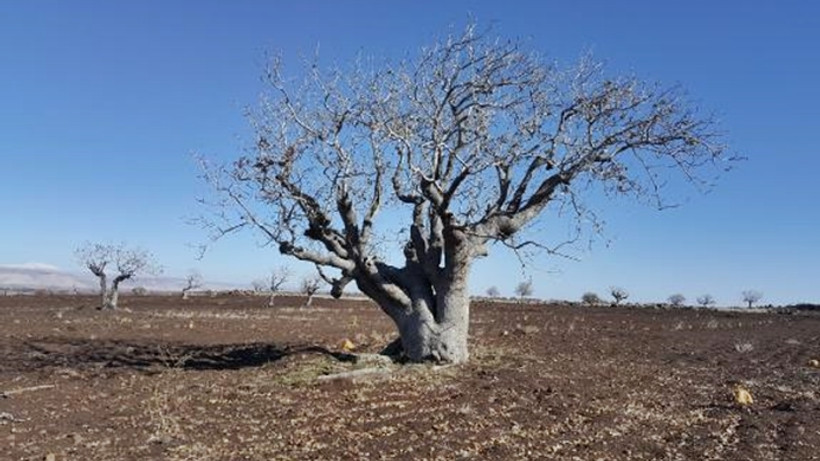 'Fıstığımız Bol Olsun'