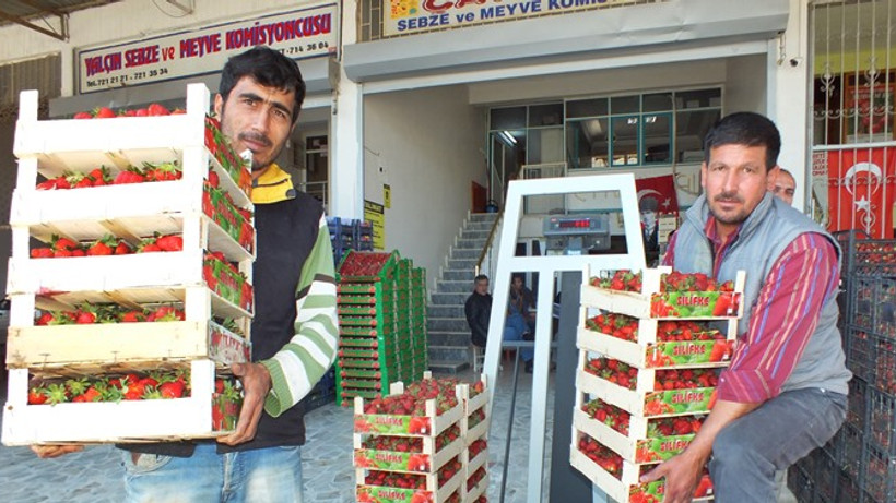 Mersin'de açık alanda çilek hasadı başladı