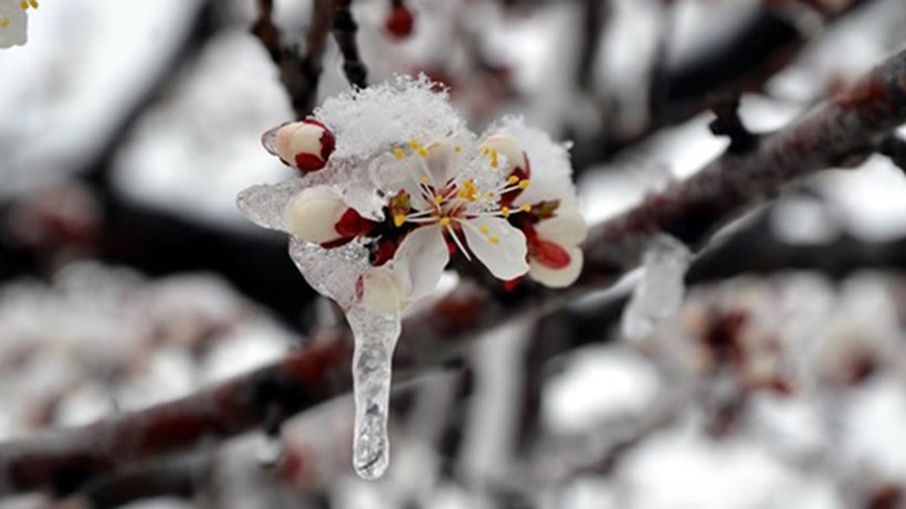 Meteorolojiden zirai don uyarısı