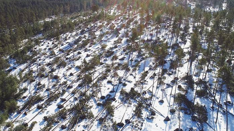 Kuvvetli rüzgar yüzlerce ağacı kökünden söktü