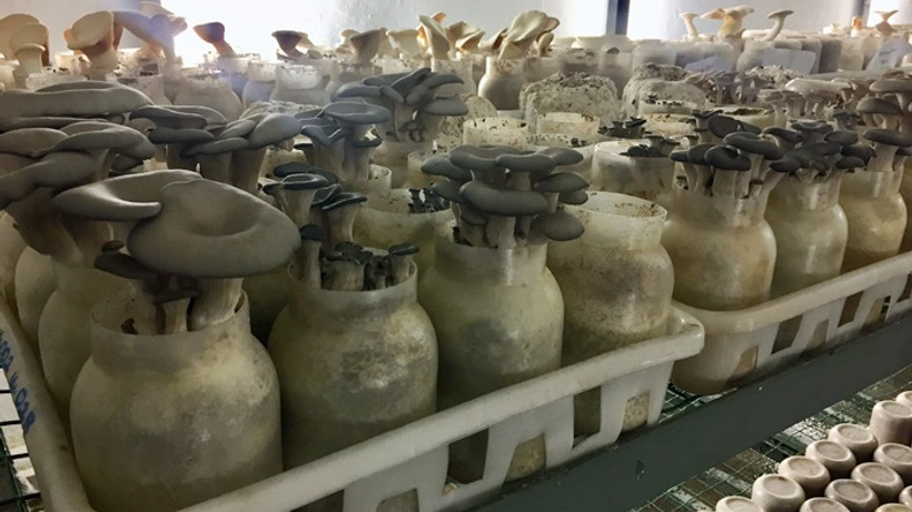 Güney Kore'nin şişe kültürü ile mantar üretimi 5 kat artırılacak