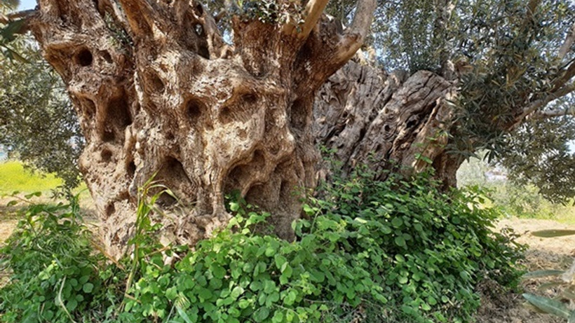 Anıt zeytin ağaçları tescillenecek…