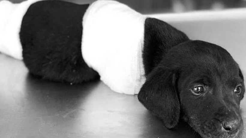 Yavru köpek vahşetiyle ilgili bir kişi gözaltına alındı