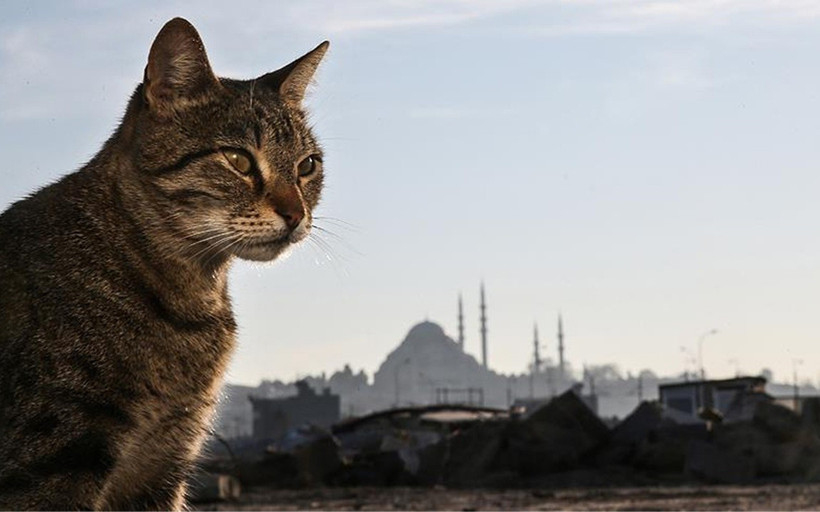İstanbul’un daimi sakinleri sokak kedileri! Osmanlı’dan günümüze İstanbul’un kedi sevgisi