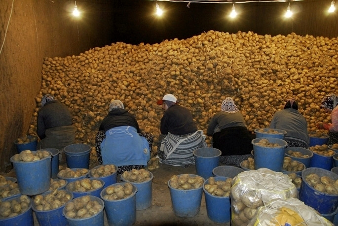 20 bin ton patates depolarda bekliyor - Sayfa 2