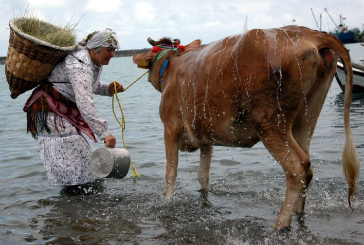 'Mayıs Yedisi'nde, inekler deniz suyu ile yıkandı - Sayfa 3
