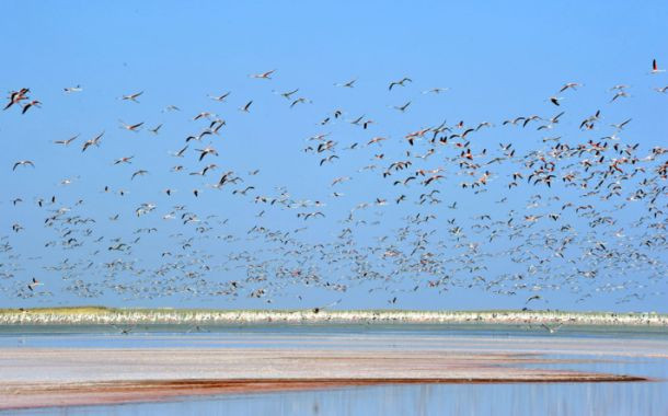 Tuz Gölü flamingo cennetine dönüştü - Sayfa 1