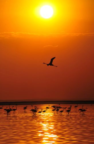 Tuz Gölü flamingo cennetine dönüştü - Sayfa 2