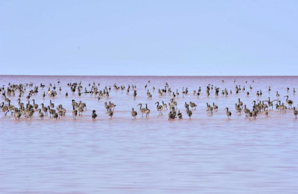 Tuz Gölü flamingo cennetine dönüştü - Sayfa 3