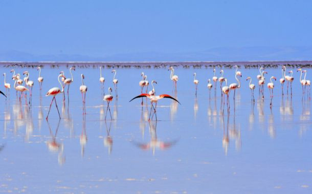 Tuz Gölü flamingo cennetine dönüştü - Sayfa 4