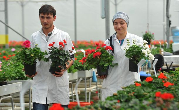 Güney Afrikalı sardunya Antalyalı oldu - Sayfa 2