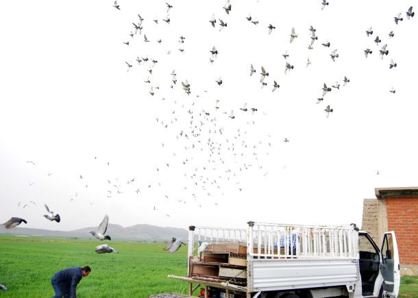 Posta güvercinleri yarışa hazırlanıyor - Sayfa 2
