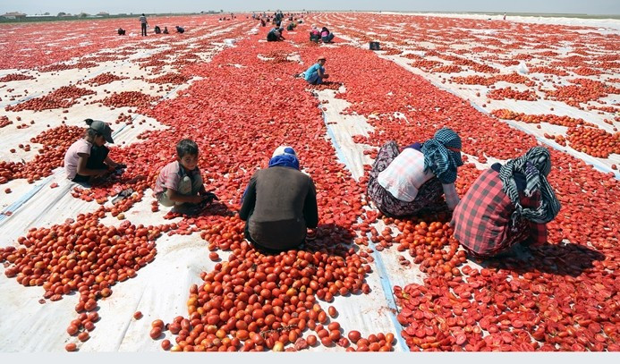 Kurutulan Türk domatesleri Avrupa mutfağında - Sayfa 4