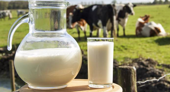 Toplanan inek sütü miktarında artış yaşandı