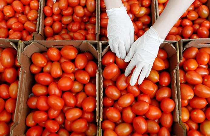 Rusya'ya domates ihracatında kafalar karışık