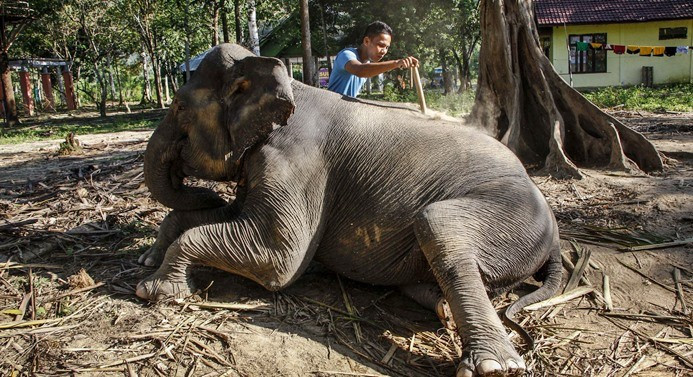 Nesli tükenmekte olan Sumatra filleri - Sayfa 1
