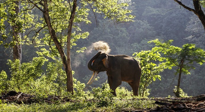 Nesli tükenmekte olan Sumatra filleri - Sayfa 2