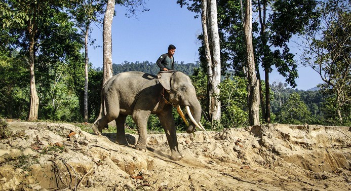 Nesli tükenmekte olan Sumatra filleri - Sayfa 3