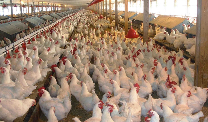 Tavuk eti üretimi düştü