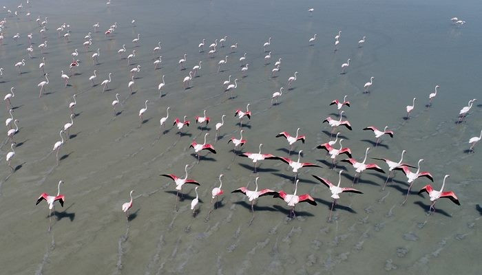 Anadolu'nun flamingo cenneti: Tuz Gölü - Sayfa 1